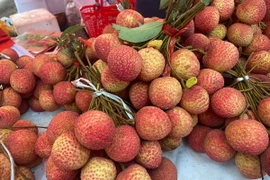 Vải Hưng Yên. (Nguồn: Vietnam+)