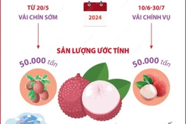 Vải thiều Bắc Giang đạt chất lượng cao nhất từ trước tới nay