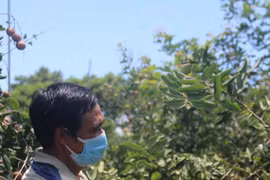Bà Rịa-Vũng Tàu: Nhãn trái vụ giá bán cao 