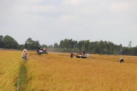 Thu hoạch lúa tại xã Mỹ Thành Nam, huyện Cai Lậy (Tiền Giang). (Ảnh: Minh Trí/TTXVN)
