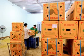 Đóng thùng sầu riêng xuất khẩu đi Trung Quốc. Ảnh: Hồng Đạt/TTXVN)