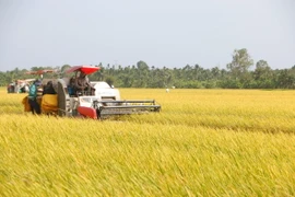 Nông dân các huyện Long Phú (Trần Đề, Sóc Trăng) thu hoạch lúa Đông Xuân chính vụ. (Ảnh: Tuấn Phi/TTXVN)