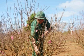 Người dân thị xã Buôn Hồ, tỉnh Đắk Lắk chăm sóc vườn hoa đào. (Ảnh: Hoài Thu/TTXVN)