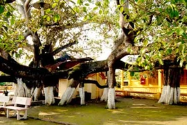 Cây đa 13 gốc được công nhận là cây di sản Việt Nam