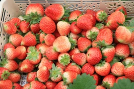 Hiện nay mức giá của quả dâu tây tại xã Cò Nòi, huyện Mai Sơn dao động từ 150.000-200.000 đồng. (Ảnh: Hữu Quyết/TTXVN)