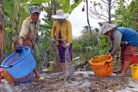 Người dân thu hoạch tôm ở Cà Mau. (Ảnh: Huỳnh Anh/TTXVN) 