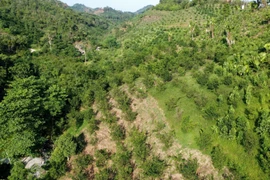 Diện tích trồng cam tại huyện Bắc Quang hiện có trên 970ha cây bị suy thoái. (Ảnh: Nam Thái/TTXVN)