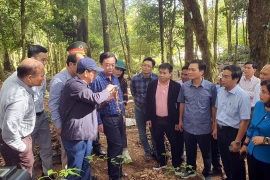 Đoàn công tác Bộ Nông nghiệp và Phát triển nông thôn kiểm tra thực tế tại vườn sâm Ngọc Linh của Công ty Cổ phần Sâm Ngọc Linh Kon Tum tại xã Tê Xăng (huyện Tu Mơ Rông, tỉnh Kon Tum). (Ảnh: Khoa Chương/TTXVN) 