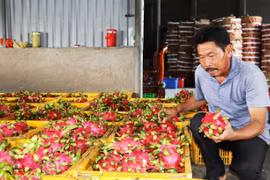 Trái thanh long Chợ Gạo của tỉnh Tiền Giang đã được Cục Sở hữu Trí tuệ cấp bảo hộ nhãn hiệu tập thể. (Ảnh: Hữu Chí/TTXVN) 