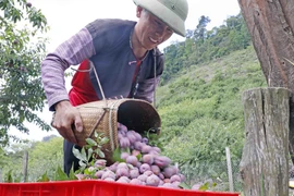 Năm 2023, toàn huyện Mộc Châu, tỉnh Sơn La có hơn 3.200ha vườn, đồi trồng mận, mỗi ha cho thu nhập từ 300 đến 500 triệu đồng nếu áp dụng kỹ thuật cao trong chăm sóc. (Ảnh: Trần Việt/TTXVN)