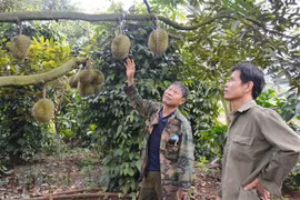 Người dân đánh giá vườn cây và đánh giá tỷ lệ trái đủ tuổi để quyết định thời điểm thu hoạch. (Nguồn: TTXVN) 