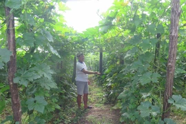 Ảnh minh họa. (Nguồn: TTXVN) 