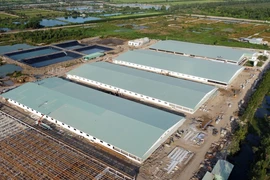 Trung tâm heo giống công nghệ cao chưa xây dựng hoàn thành nhưng có một trại đã được thả nuôi heo gây ô nhiễm môi trường. (Ảnh: Nhựt An/TTXVN)