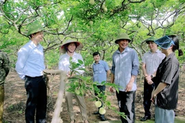 Hiện nay Đông Triều có hơn 900ha diện tích trồng na. (Ảnh: TTXVN phát)