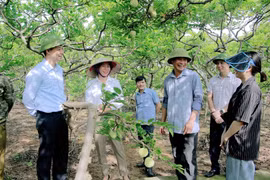 Hiện nay Đông Triều có hơn 900ha diện tích trồng na. (Ảnh: TTXVN phát)