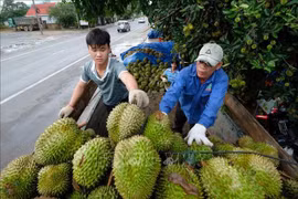 Thu mua sầu riêng ở huyện Đạ Huoai (Lâm Đồng). (Ảnh: Nguyễn Dũng/TTXVN)