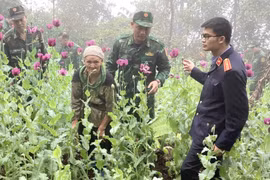 Đối tượng Triệu Thị Phấy bị bắt vì trồng cây thuốc phiện. (Ảnh: TTXVN phát)