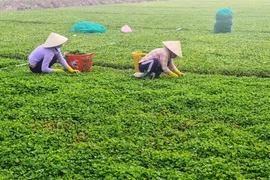 Mô hình trồng rau má giúp người nghèo xã Vĩnh Thanh, huyện Phước Long, tỉnh Bạc Liêu. (Ảnh: TTXVN phát)