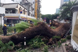 Cây xanh bật gốc ngã đổ khiến một số người bị thương. (Ảnh: Linh Sơn/TTXVN phát)