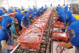 Chế biến cá tra xuất khẩu. (Nguồn: TTXVN) 