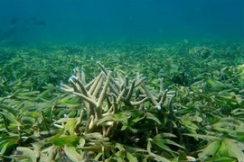 Quần thể rạn san hô ở Công viên Biển Mafia,Tanzania. (Ảnh: Đình Lượng/TTXVN) 