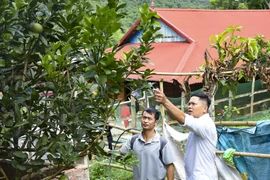 Anh Nguyễn Khang Dũng hướng dẫn người dân trong xã Chiềng Sinh, tỉnh Điện Biên về chăm sóc cây ăn quả. (Ảnh: Xuân Tư/TTXVN)