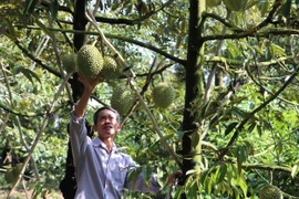 Ông Trần Văn Sống tại xã Ngũ Hiệp (Cai Lậy, Tiền Giang) kiểm tra trái sầu riêng. (Ảnh: Minh Trí/TTXVN) 