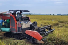 Giá lúa tại Đồng bằng sông Cửu Long tuần qua duy trì ở mức cao. (Nguồn: TTXVN)