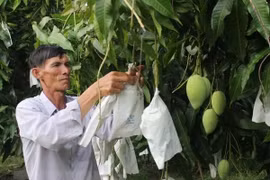 Nông dân chăm sóc cây xoài. (Nguồn: TTXVN) 