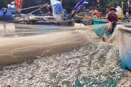 Cá trích giúp ngư dân thị trấn Long Hải, huyện Long Điền có thêm thu nhập vào những ngày biển mưa bão. (Ảnh: Hoàng Nhị/TTXVN)