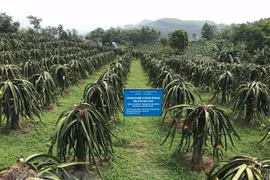 Mô hình trồng thanh long đỏ theo tiêu chuẩn VietGap tại huyện Lập Thạch, tỉnh Vĩnh Phúc. (Ảnh: Nguyễn Thảo/TTXVN) 
