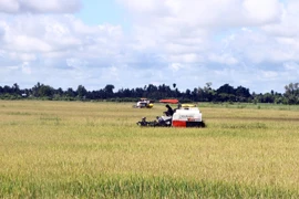 Nông dân thu hoạch lúa Hè Thu trên cánh đồng của huyện Thạnh Trị, tỉnh Sóc Trăng. (Ảnh: Tuấn Phi/TTXVN)