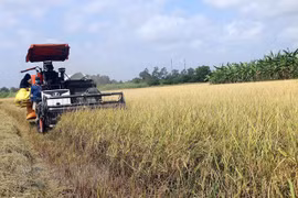 Thu hoạch lúa trên cánh đồng lúa ST24 tại thị xã Ngã Năm, tỉnh Sóc Trăng. (Ảnh Tuấn Phi/TTXVN) 