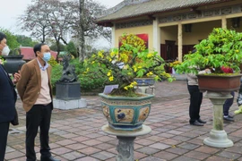 Tham quan triển lãm mai vàng Huế. (Ảnh: Tường Vi/TTXVN)