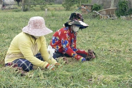 Người dân thủ phủ hành tím thị xã Vĩnh Châu, tỉnh Sóc Trăng thu hoạch hành tím thương phẩm. (Ảnh Tuấn Phi/TTXVN)