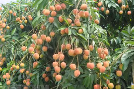 Vải thiều Thanh Hà. (Ảnh: Mạnh Minh/TTXVN)