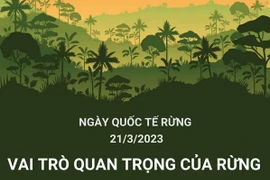[Infographics] Ngày quốc tế về Rừng năm 2023: “Rừng và Sức khỏe”