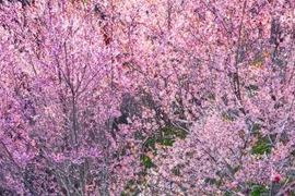 Sơn La: Rực rỡ sắc hoa trên đèo Pha Đin