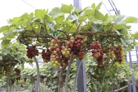 Nho cảnh nhìn bên ngoài bắt mắt, khách đến nhà ngày Tết sẽ rất ấn tượng vì cây nho trĩu quả. (Ảnh: Nguyễn Thành/TTXVN)