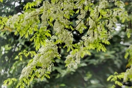 Những cánh hoa sưa mỏng manh đua nhau bung nở trắng trời Thủ đô. (Ảnh: Tuấn Đức/TTXVN) 