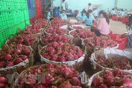 Sơ chế thanh long xuất khẩu tại huyện Chợ Gạo. (Ảnh: Minh Trí/TTXVN) 