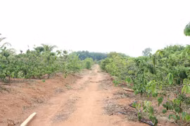 Thửa đất của ông Nguyễn Thanh Sang (thôn 2, xã Hòa Bình, thành phố Kon Tum) có 3,45ha đất trồng cây lâu năm, hàng năm nhưng được kê khống số lượng để nhận đền bù hơn 10,7 tỷ đồng. (Ảnh: Cao Nguyên/TTXVN)