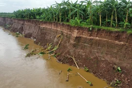 Nhiều đoạn sông đã lở sâu vào khu vực đất canh tác nông nghiệp trên bãi bồi, có nhiều khu vực tiềm ẩn nguy cơ ảnh hưởng đến các khu dân cư của xã Bản Nguyên. (Ảnh: Tạ Toàn/TTXVN)