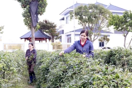 Chị Nguyễn Thị Kim Dung thăm vườn Sâm Nam hơn 1 năm tuổi. (Ảnh: Đồng Thúy/TTXVN)