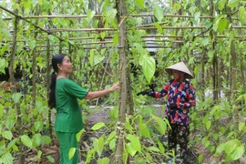 Làng trầu Vị Thủy hiện nay có diện tích khoảng 40ha. (Ảnh: Duy Khương/TTXVN)