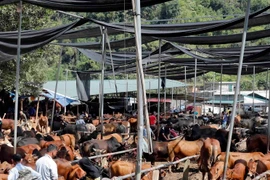 Ghé thăm chợ trâu, bò lớn nhất khu vực miền núi phía Bắc