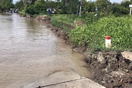 Tuyến đường từ xã Tân Tiến về trung tâm xã Nguyễn Huân, Cà Mau bị sạt lở hoàn toàn với chiều dài khoảng 110m. (Ảnh: TTXVN phát)