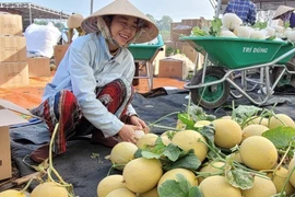 Chị Mai Thanh Hoa tại xã Long Tân (Đất Đỏ, Bà Rịa-Vũng Tàu) thu hoạch dưa lưới vụ Tết. (Ảnh: Hoàng Nhị/TTXVN) 