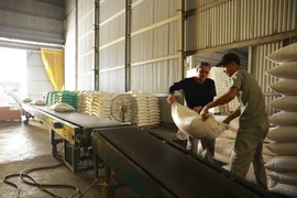 Vận chuyển gạo thành phẩm đi tiêu thụ tại nhà máy của Công ty trách nhiệm hữu hạn Hưng Cúc ở thị trấn Đông Hưng, huyện Đông Hưng. (Ảnh: Vũ Sinh/TTXVN)