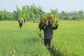 Nông dân thu hoạch lúa. (Ảnh: Dư Toán/TTXVN) 